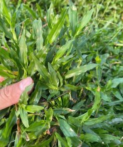 Cận cảnh lá cỏ lá gừng ta dài, bản phẳng tại vườn Phúc An