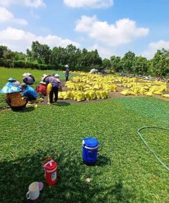 Nhân công bứng cỏ lá gừng Thái đóng bao tại ruộng cỏ Phúc An