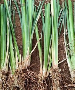 Tép cỏ vetiver giống có rễ, xếp hàng trước khi đóng bao