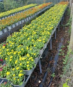 Dãy chậu hoa cúc zinnia vàng nở kín trên giàn tại vườn Phúc An