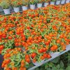 Chậu hoa cúc zina màu cam rực xếp kín giàn