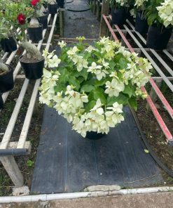 Chậu hoa bướm trắng đặt giữa lối đi trong vườn ươm