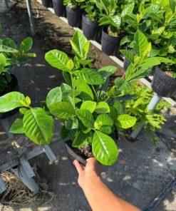 Cầm chậu hoa dành dành để xem quy cách cây