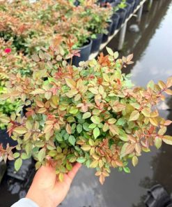 Bụi hoa hồng tiểu muội lá nhỏ, đọt non ánh đỏ tại vườn Phúc An