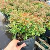 Cầm chậu hoa hồng tiểu muội tán dày để xem quy cách