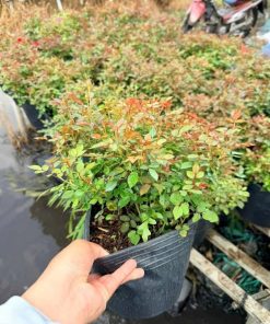 Cầm chậu hoa hồng tiểu muội tán dày để xem quy cách