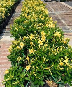 Hai dãy chậu hoa huỳnh đệ vàng nở dọc lối đi