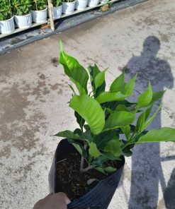 Cầm bầu cây hoa lài Nhật lá xanh bóng tại vườn Phúc An
