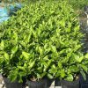 Dãy chậu hoa lài Nhật đồng đều xếp trên giàn
