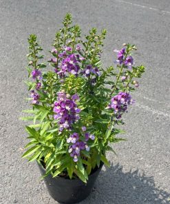 Chậu hoa phi yến tím có nhiều chùm hoa dựng đứng