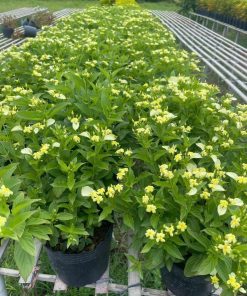 Giàn chậu hoa thanh mai nở hoa vàng nhạt tại vườn Phúc An