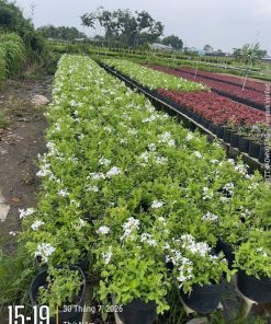 Dãy chậu hoa bạch xà trắng xếp dài ngoài vườn