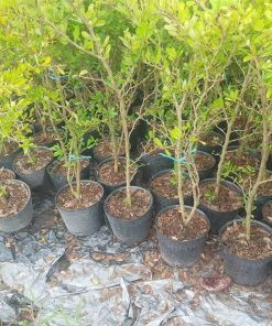 Lô cây linh sam thân gỗ trồng chậu chờ xuất vườn