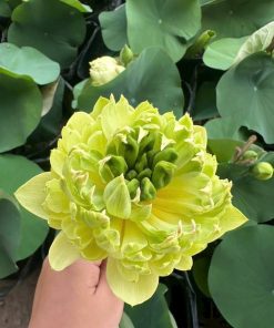 Cầm bông sen vàng cánh kép màu vàng chanh ánh xanh