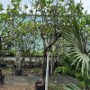 Cây sứ trắng lớn nhiều nhánh trồng chậu, có cọc giữ tại vườn Phúc An