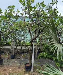 Cây sứ trắng lớn nhiều nhánh trồng chậu, có cọc giữ tại vườn Phúc An