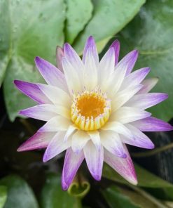 Hoa súng Thái trắng viền tím đầu cánh