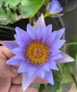 Cầm bông hoa súng Thái màu xanh lam tím