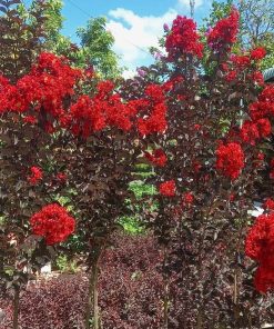 Cây tường vy huyết long nở hoa đỏ rực trên nền lá đỏ sẫm